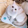 猫鍋が好きです