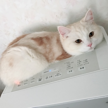 空気清浄機にハマりたい