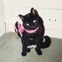 かりめろ