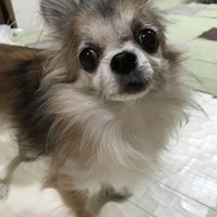 もも
