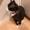 猫のおはぎさん