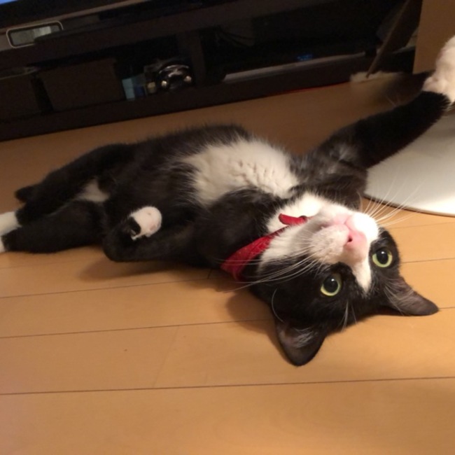 猫のおはぎのカバー写真