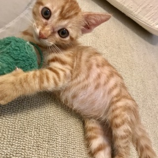 トライアル中！４ヶ月  ちゃとら プリティ君！