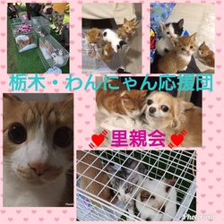 栃木・わんにゃん応援団 譲渡会