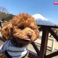 ココ