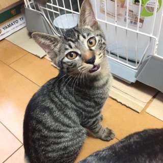 キジトラ僕のリュウくん