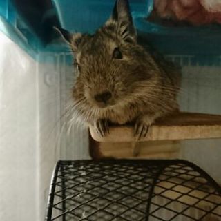 デグーのメスの子(1歳1ヶ月)