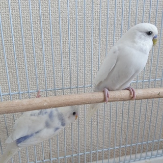 セキセイインコのオス。