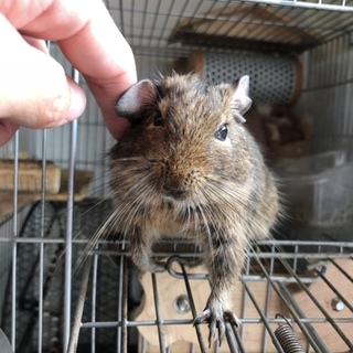 デグーのオスの子(1歳2ヶ月)