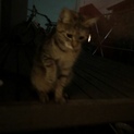 人懐っこい可愛いねこちゃん