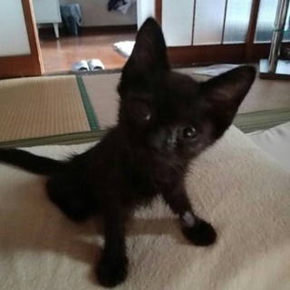 黒猫ミルちゃん　大きく育ててくださる方募集！