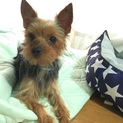 天真爛漫ヨーキー♀ねねちゃん
