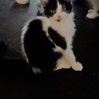 生後約3ヶ月の子猫の里親を募集しています。