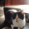 生後約3ヶ月の子猫の里親を募集しています。 サムネイル2