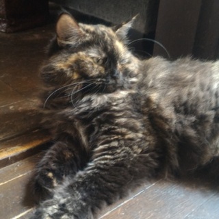 ペルシアハーフ女の子