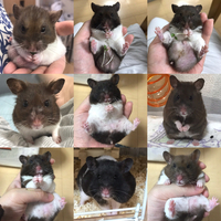ゴールデンハムスター