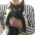 黒猫メス、キジトラオス 兄妹