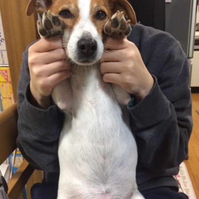 キキツジのカバー写真