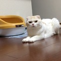 3歳半のツンデレなむぅちゃん