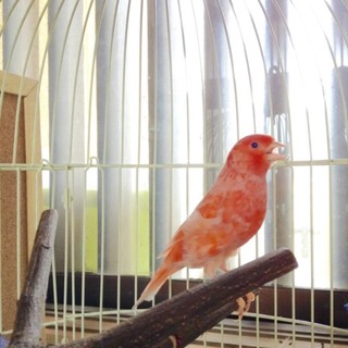 繊細なカナリアくん