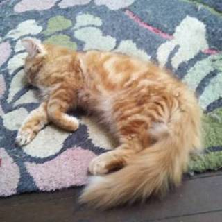 生後約3ヶ月の子猫の里親を募集しています。