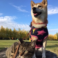 にこ
