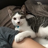 はち