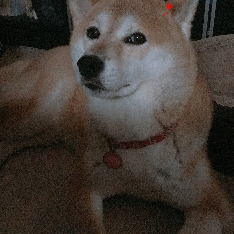 にこのカバー写真