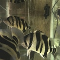 ダトニオ20cm以上 4尾います