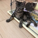 ヤンチャで甘えん坊なキジトラ男の子