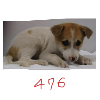 4匹兄妹の子犬たちです。茶白女の子④