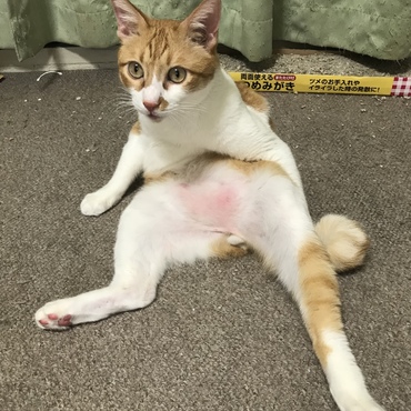 こにゃの写真
