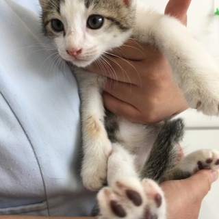 キジ白の可愛い男の子