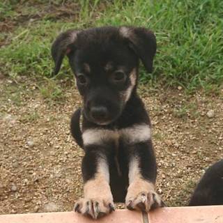 【保健所引き出し】甘えん坊の子犬です❗️