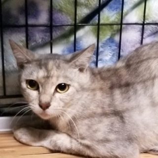 処分間近 パステルミケちゃん 動画あり