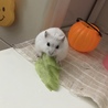 レタスをもぐもぐ