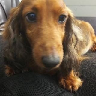 犬を保護しました飼ってくれる人を募集してます