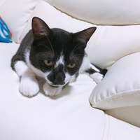 はち