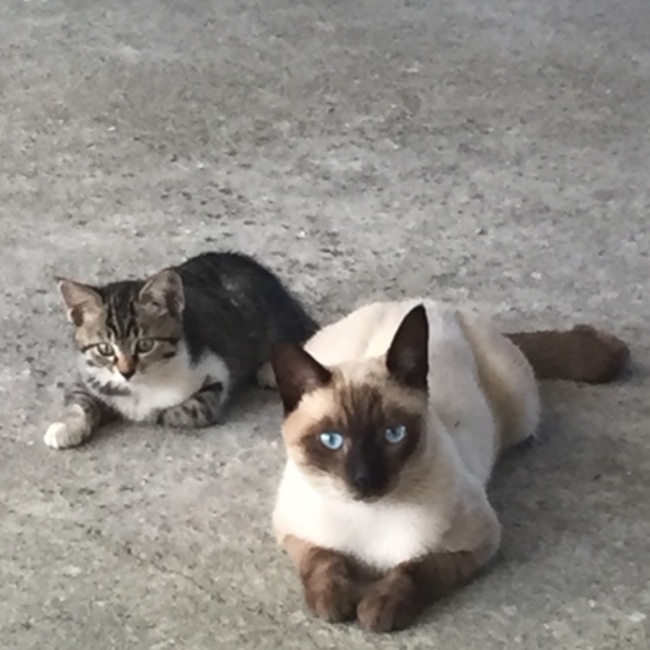 あーけのカバー写真