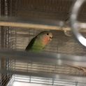 コザクラインコ１カ月里親募集