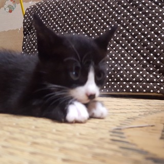 人懐っこい仔猫です(*･ω･*)