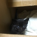 産まれて1ヶ月半、甘えん坊の黒猫です。
