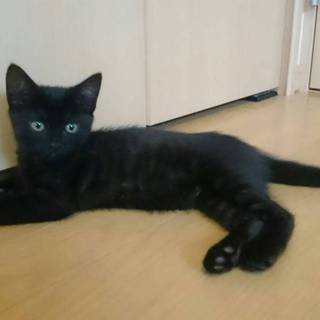 美形黒猫の女の子！トライアル予定
