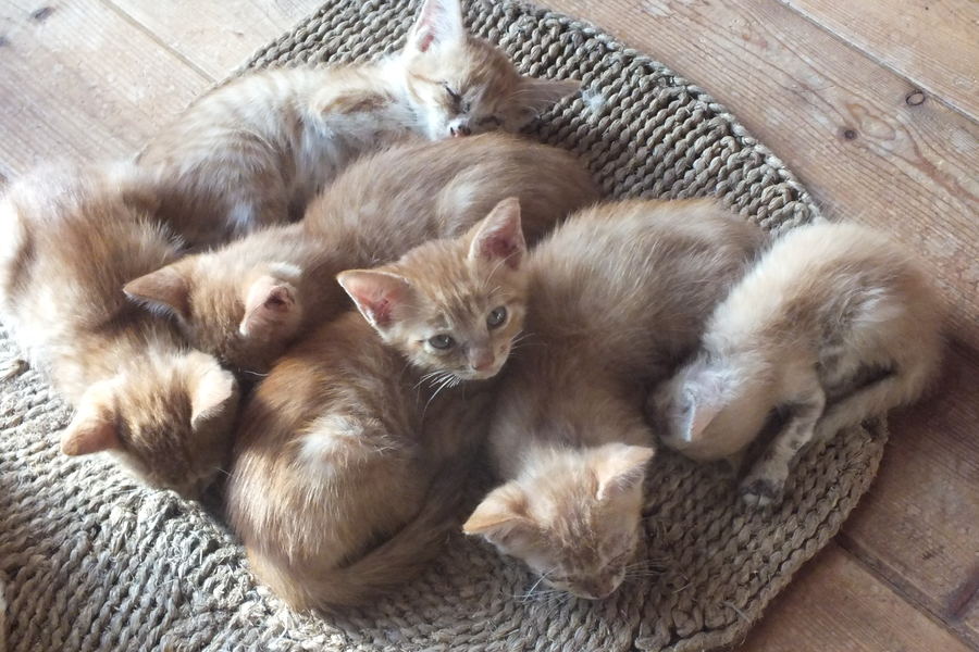 茶トラ6匹子猫☆生後2か」兵庫県 - 猫の里親募集(227880) 1枚