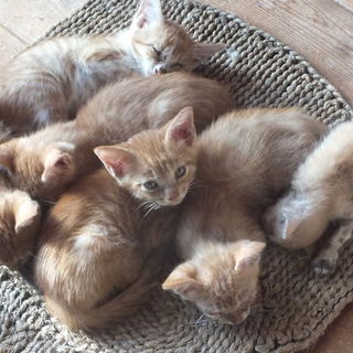 茶トラ6匹子猫☆生後2か月と1か月☆野良猫の子猫！