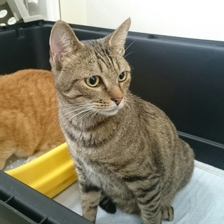 倉敷市真備町被災ねこ。ゴロくん(キジ)