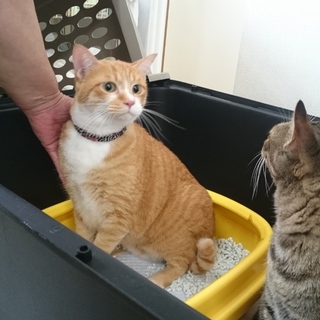 倉敷市真備町被災ねこ。ロナくん(茶白)