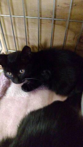 黒猫女の子里親募集中 富山県 猫の里親募集 2275 ペットのおうち 月間利用者150万人