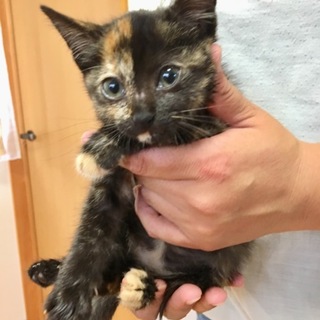 里親さま決まりました☆