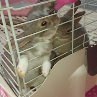 ミニレッキス子うさぎ